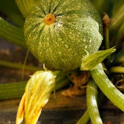 Courgette ronde de Nice